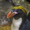 Photos: 'Punk' Macaroni Penguins Join The Central Park Zoo